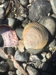 Clinocardium nuttallii