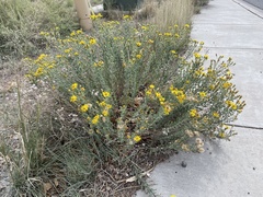 Heterotheca zionensis