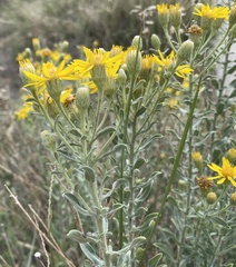 Heterotheca zionensis