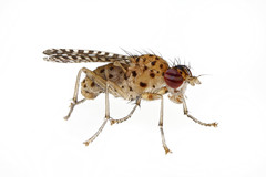 Poecilographa decora