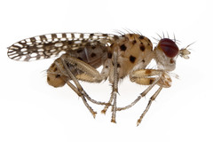 Poecilographa decora