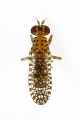 Poecilographa decora