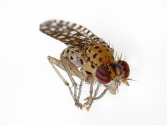 Poecilographa decora