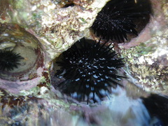 Stomopneustes variolaris