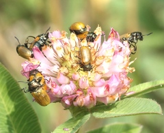 Labidostomis longimana