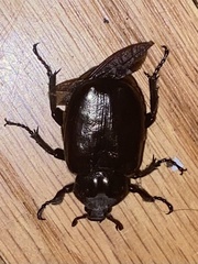 Osmoderma eremicola