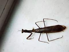 Ephierodula meihuashana