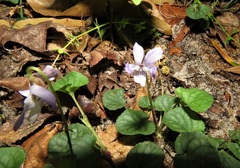 Viola walteri image
