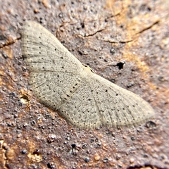 Scopula sublinearia