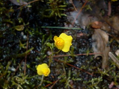 Utricularia intermedia