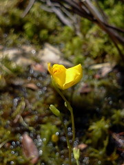 Utricularia intermedia