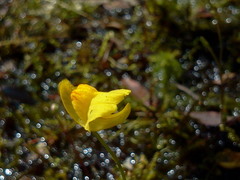 Utricularia intermedia