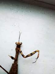 Ephierodula meihuashana