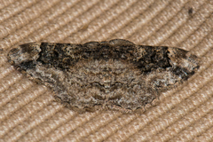 Parapholodes fuliginea