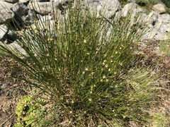Oreojuncus trifidus