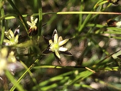 Oreojuncus trifidus