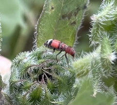 Enoclerus coccineus