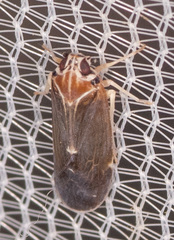 Synecdoche impunctata