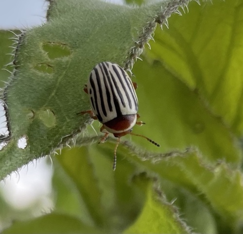 Sunflower beetle photo 3