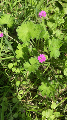Geranium molle