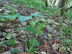 Arisaema dracontium image