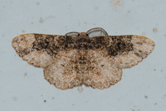 Parapholodes fuliginea