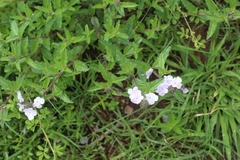 Priva grandiflora