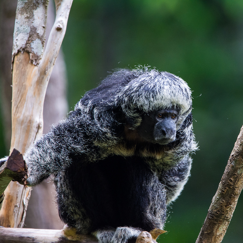 Gray's Bald-faced Saki