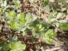 Arctostaphylos nevadensis