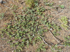 Arctostaphylos nevadensis