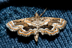 Musotima
