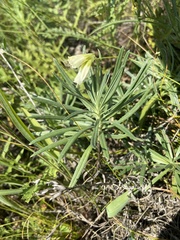 Onosma simplicissima