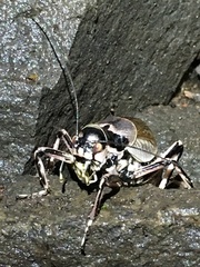 Cyphoderris