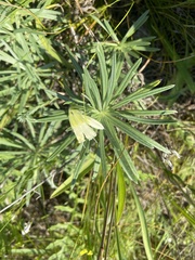 Onosma simplicissima