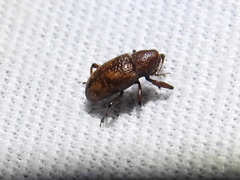Tyloderma sphaerocarpae