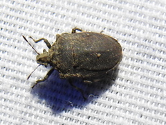 Amaurochrous cinctipes