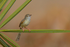 Prinia lepida