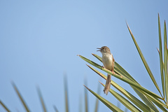 Prinia lepida