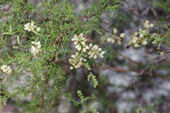 Polygonum dentoceras