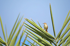 Prinia lepida