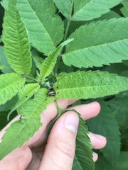 Zygogramma suturalis