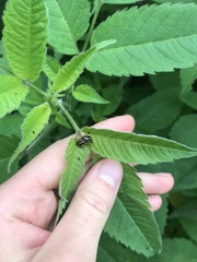 Zygogramma suturalis