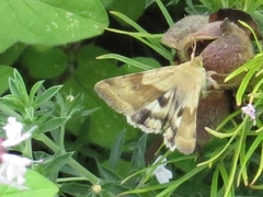 Heliothis adaucta