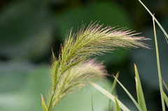 Echinochloa crus-pavonis