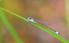 Ischnura elegans