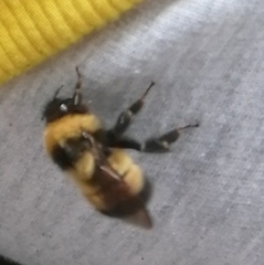 Bombus sporadicus