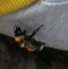 Bombus sporadicus