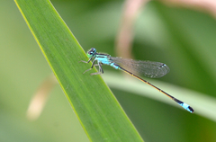 Ischnura elegans
