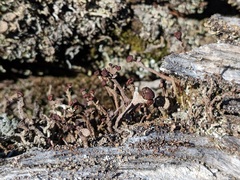 Cladonia cariosa