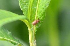 Galerucella grisescens